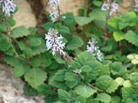 Плектрантус Форстера, колеусовидный – Plectranthus forsteri Benth.