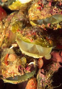 Плеченогие (Плеченогие)