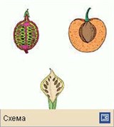 Плод (типы плодов 2)