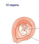 Плод (12 недель)