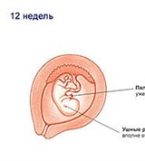 Плод (12 недель, схема)