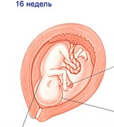Плод (16 недель)