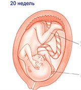 Плод (20 недель)