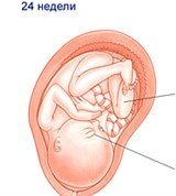 Плод (24 недели)