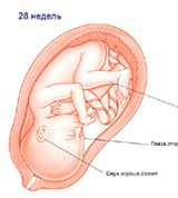 Плод (28 недель)