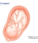 Плод (32 недели)