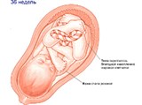 Плод (36 недель)