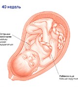 Плод (40 недель)