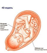 Плод (40 недель, схема)