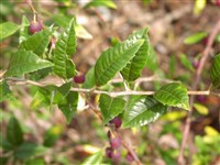 Плоскосемянник одноцветковый – Prinsepia uniflora Batal. (1)