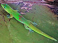 Плоскохвостый дневной геккон (Phelsuma laticauda)