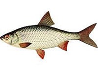 Плотва (рисунок)