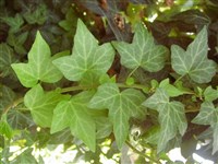 Плющ колхидский – Hedera colchica C.Koch.