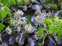 Плющ обыкновенный – Hedera helix L.