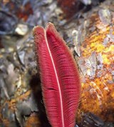 Погонофоры (Вестиментифера-рифтия)