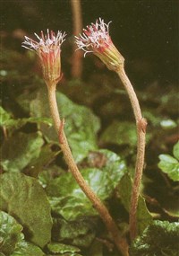 Подбельник альпийский – Homogyne alpina Cass.