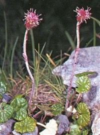 Подбельник разноокрашенный – Homogyne discolor (Jasq.) Cass.