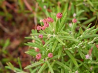 Подбел многолистный, обыкновенный – Andromeda polyphylla L.