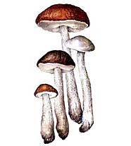 Подберезовик