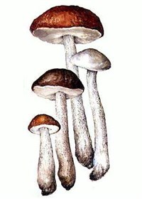 Подберезовик [кулинария]