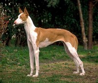 Поденгу-ибисенгу