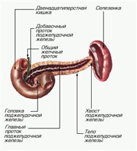 Поджелудочная железа