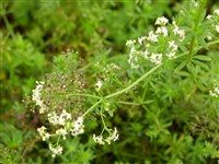 Подмаренник мягкий – Galium molligo L.