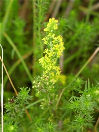 Подмаренник настоящий, желтый – Galium verum L. (1)