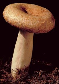 Подмолочник (волнушка)