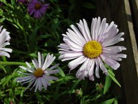 Подолепис изящный – Podolepis gracilis (Lehm.) Graham.