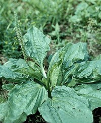 Подорожник большой