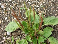 Подорожник большой – Plantago major L.