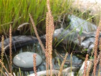 Подорожник короновидный, оленерогий, перистый – Plantago coronopus L.