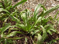 Подорожник ланцетолистный, английский – Plantago lanceolata L. (1)