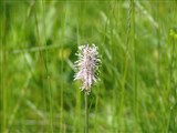 Подорожник ланцетолистный, английский – Plantago lanceolata L. (2)