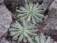 Подорожник снежный – Plantago nivalis Boiss.