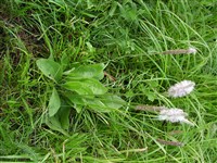 Подорожник средний – Plantago media L. (1)