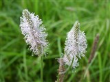 Подорожник средний – Plantago media L. (2)