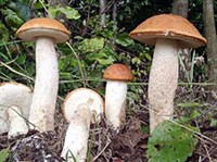 Подосиновик (подосиновик красный)