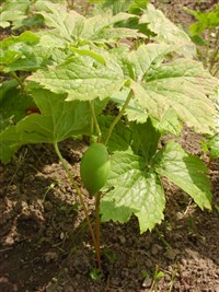 Подофиллум шеститычиночный, Эмода – Podophyllum hexandrum Royle.