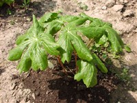 Подофиллум щитовидный – Podophyllum peltatum L. (1)