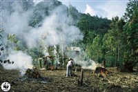 Подсечно-огневая система земледелия