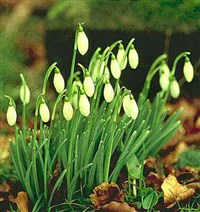 Подснежник