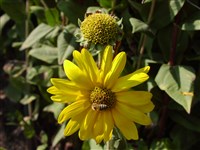 Подсолнечник гигантский – Helianthus giganteus L.