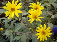 Подсолнечник десятилепестный, тонколистный – Helianthus decapetalus L. (1)