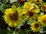 Подсолнечник десятилепестный, тонколистный – Helianthus decapetalus L. (2)