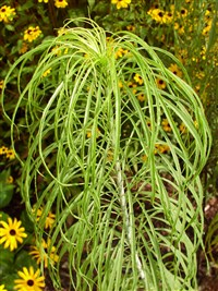 Подсолнечник иволистный – Helianthus salicifolius A.Dietr.