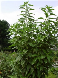 Подсолнечник клубненосный, топинамбур, земляная груша – Helianthus tuberosus L.