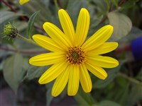 Подсолнечник мелкоголовчатый – Helianthus microcephalus Torr. & A.Gray.