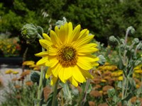 Подсолнечник мягкий – Helianthus mollis Lam.